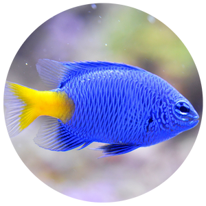 Koi and aquatic diets