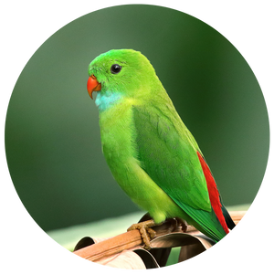 Exotic bird diets
