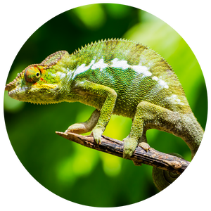 Tortoise and reptile diets