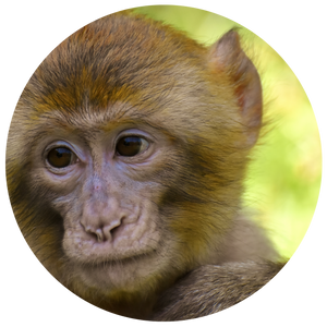 Primate biscuits and gels