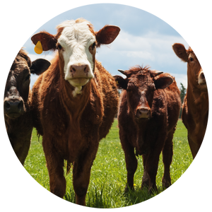 Hoofstock and llama diets