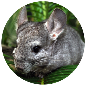 Rodent breeder diets